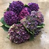 HORTENSIA SNITT LILA ELBA CLASSIC 60 CM URVAL